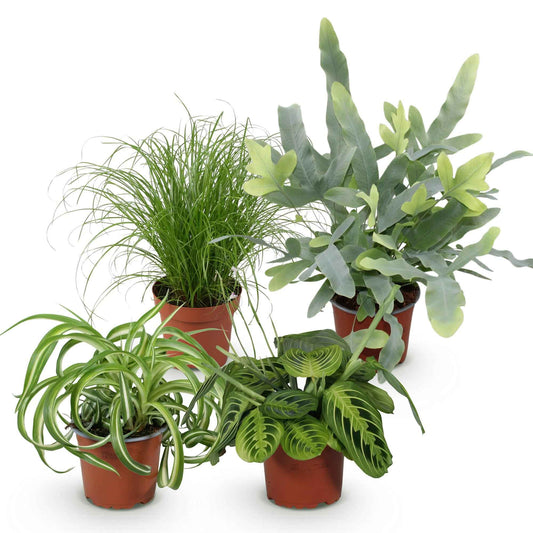 Green boutiQ - Zimmerpflanze - Chlorophytum - Cyperus - Phlebodium - Marantha - Mix aus 4 - Haustierfreundliche Pflanzen - Grün - 4 Pflanzen - Topf 12cm - Höhe 25cm