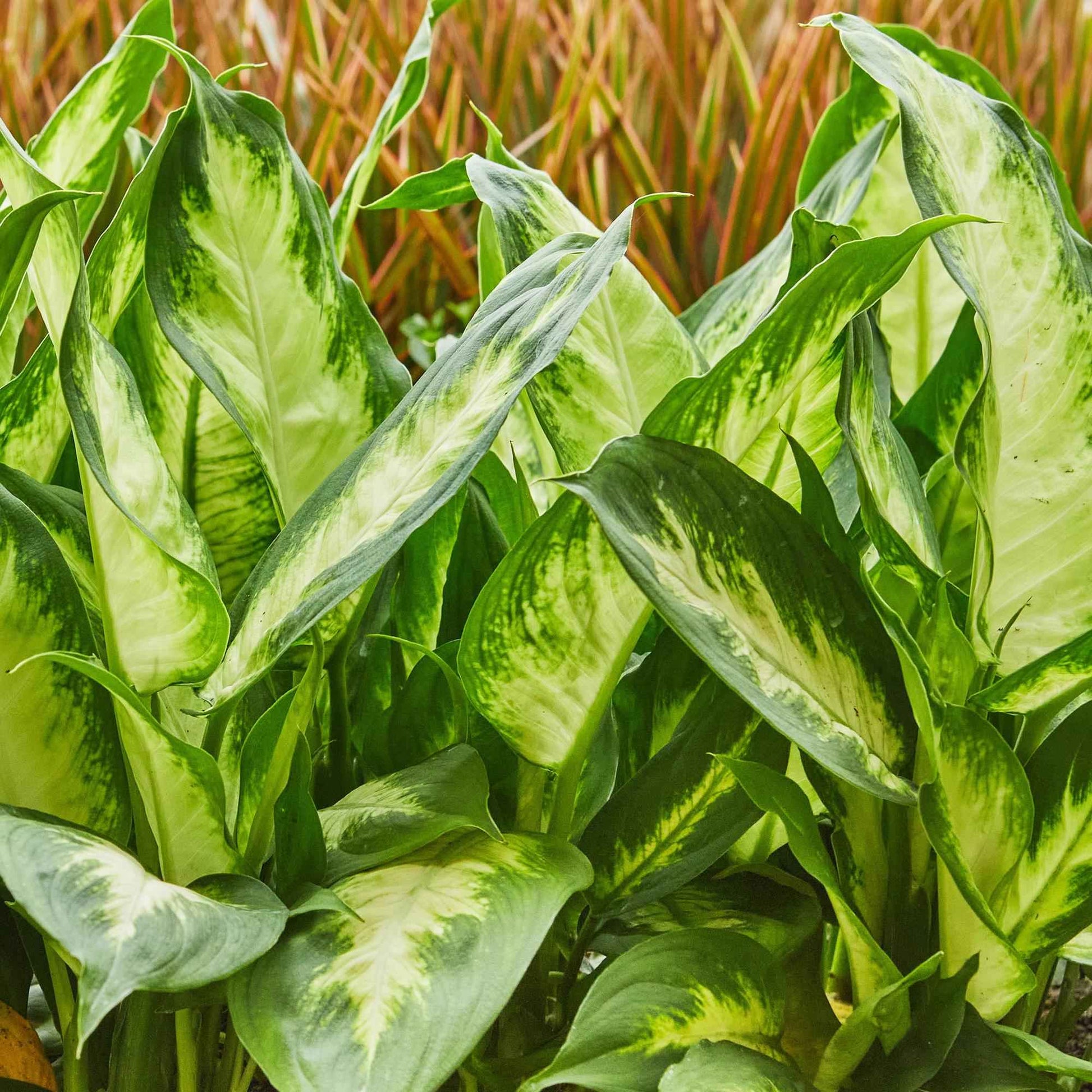 Green boutiQ - Zimmerpflanzen - Diefenbachia Camilla - Dieffenbachia - Wenig Pflege - Bunt - 2 Pflanzen - Topf 17cm - Höhe 45-50cm