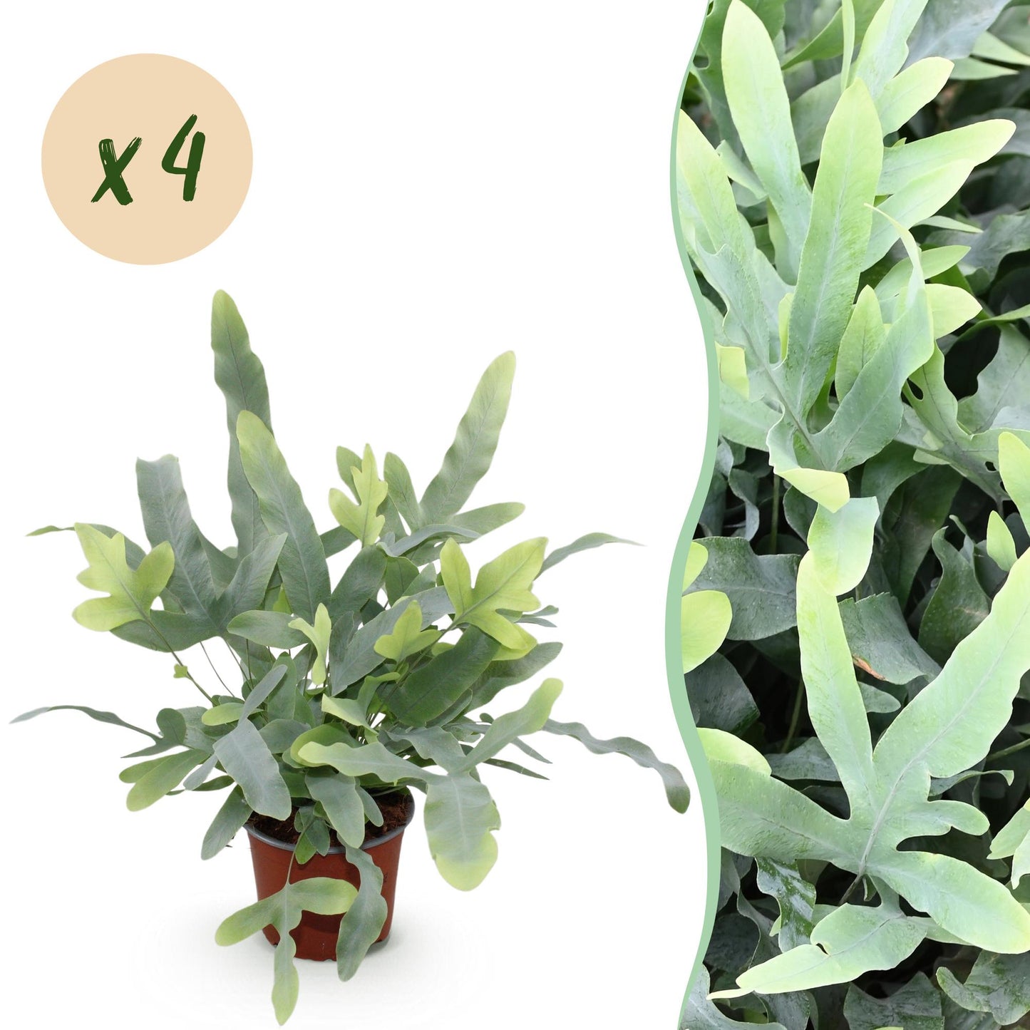 Blaufarn Blue Star - Haustierfreundliche Zimmerpflanze - Phlebodium aureum - Topf 12cm