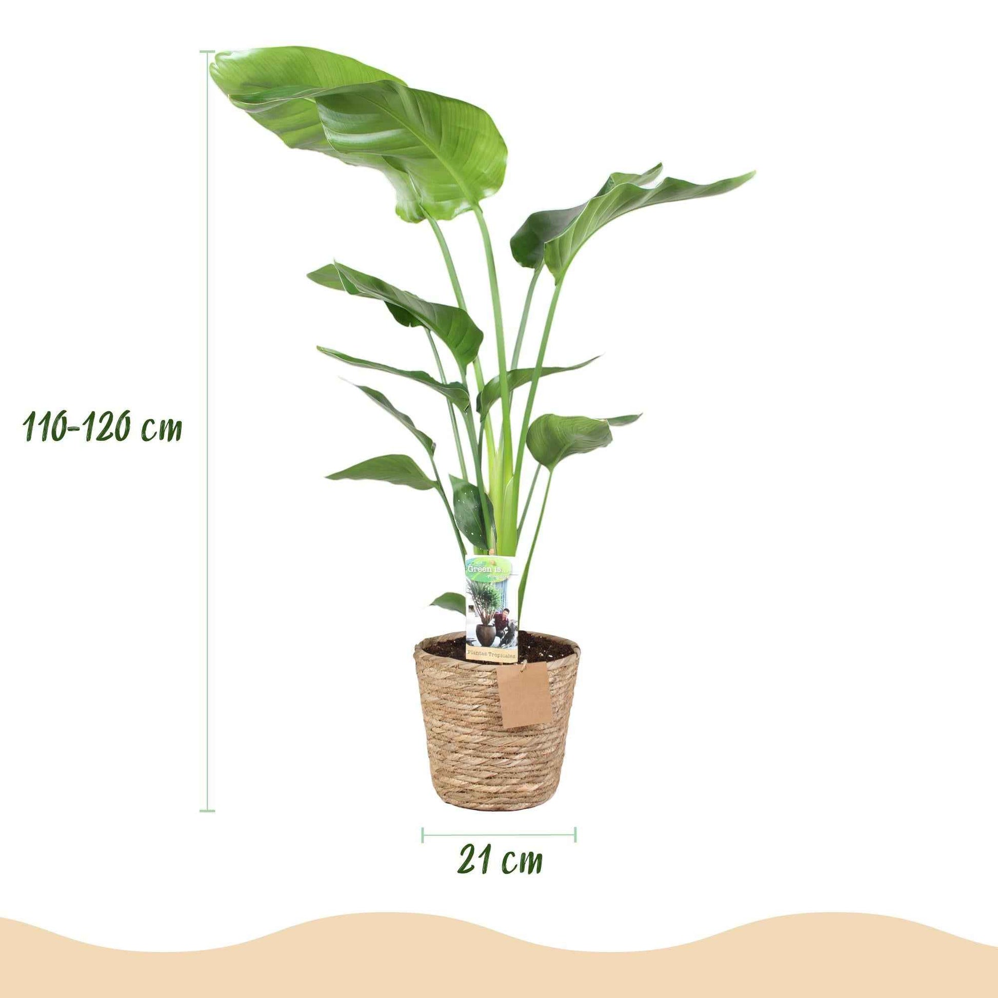 Green boutiQ - Zimmerpflanzen - Stelitzia Nicolai - Paradiesvogelblume - Geringer Pflegeaufwand - mit Korb - Grün - 1 Pflanze - Topf 21cm - Höhe 110-120cm