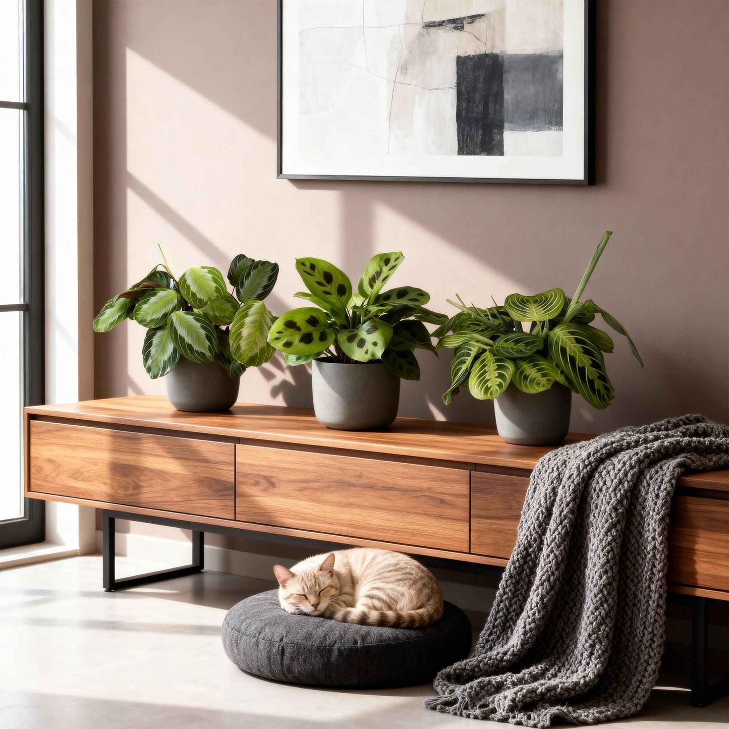 Green boutiQ - Zimmerpflanze - Marantha Silverband, Marantha Lemon Lime Marantha Kerchoveana - Gebetspflanze - Haustierfreundliche Pflanze - Grün - 3 Pflanzen - Topf 12cm - Höhe 25cm