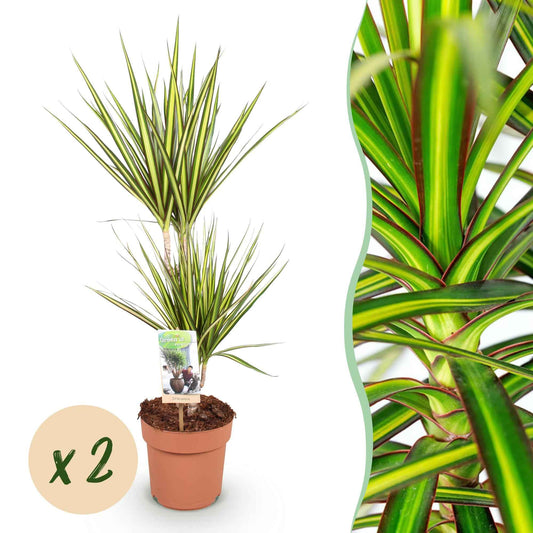Green boutiQ - Zimmerpflanzen - Dracaena Sunray - Drachenblutbaum - Wenig Pflege - Grün - Gelb - 2 Pflanzen - Topf 17cm - Höhe 70-75cm
