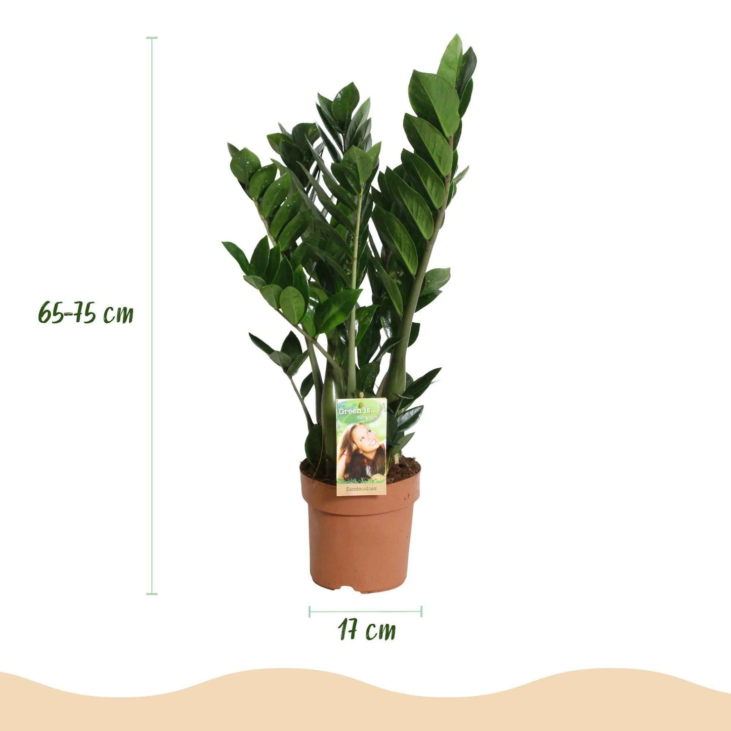 Green boutiQ - Zimmerpflanzen - Zamioculcas - ZZ-Pflanze - Wenig Pflege - Grün - 2 Pflanzen - Topf 17cm - Höhe 65-75cm