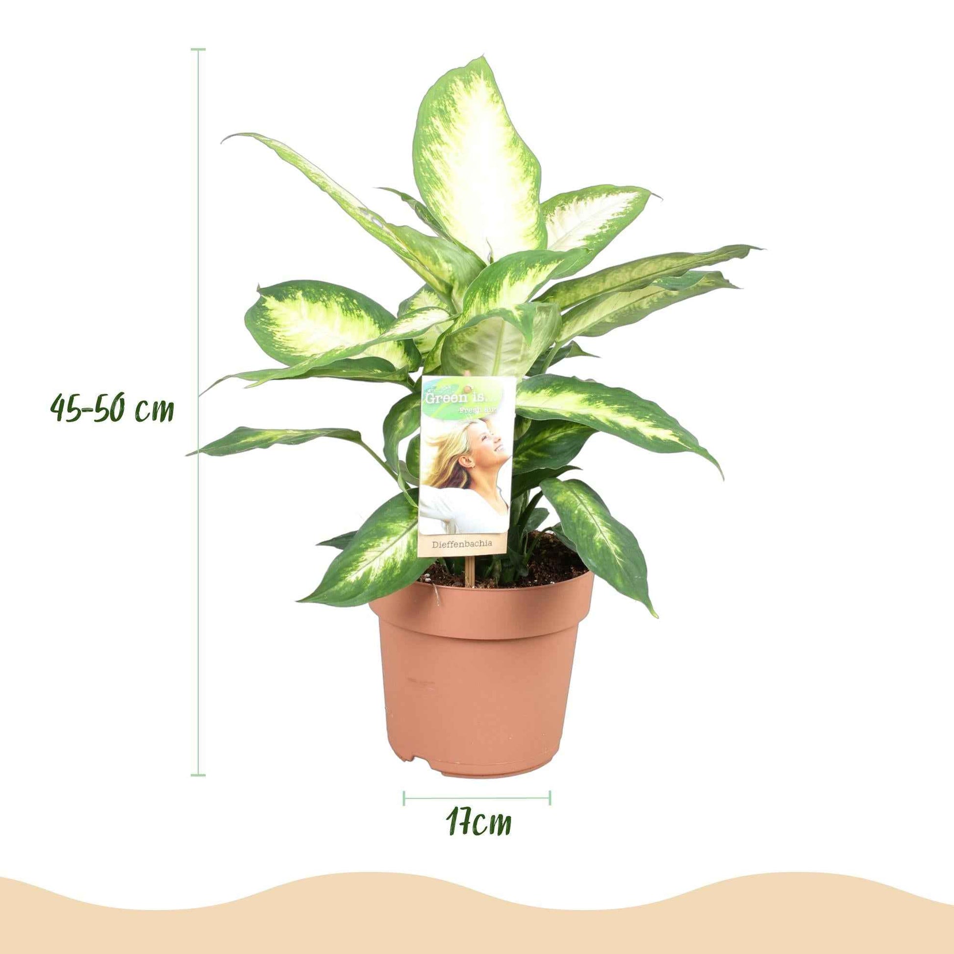 Green boutiQ - Zimmerpflanzen - Diefenbachia Camilla - Dieffenbachia - Wenig Pflege - Bunt - 2 Pflanzen - Topf 17cm - Höhe 45-50cm