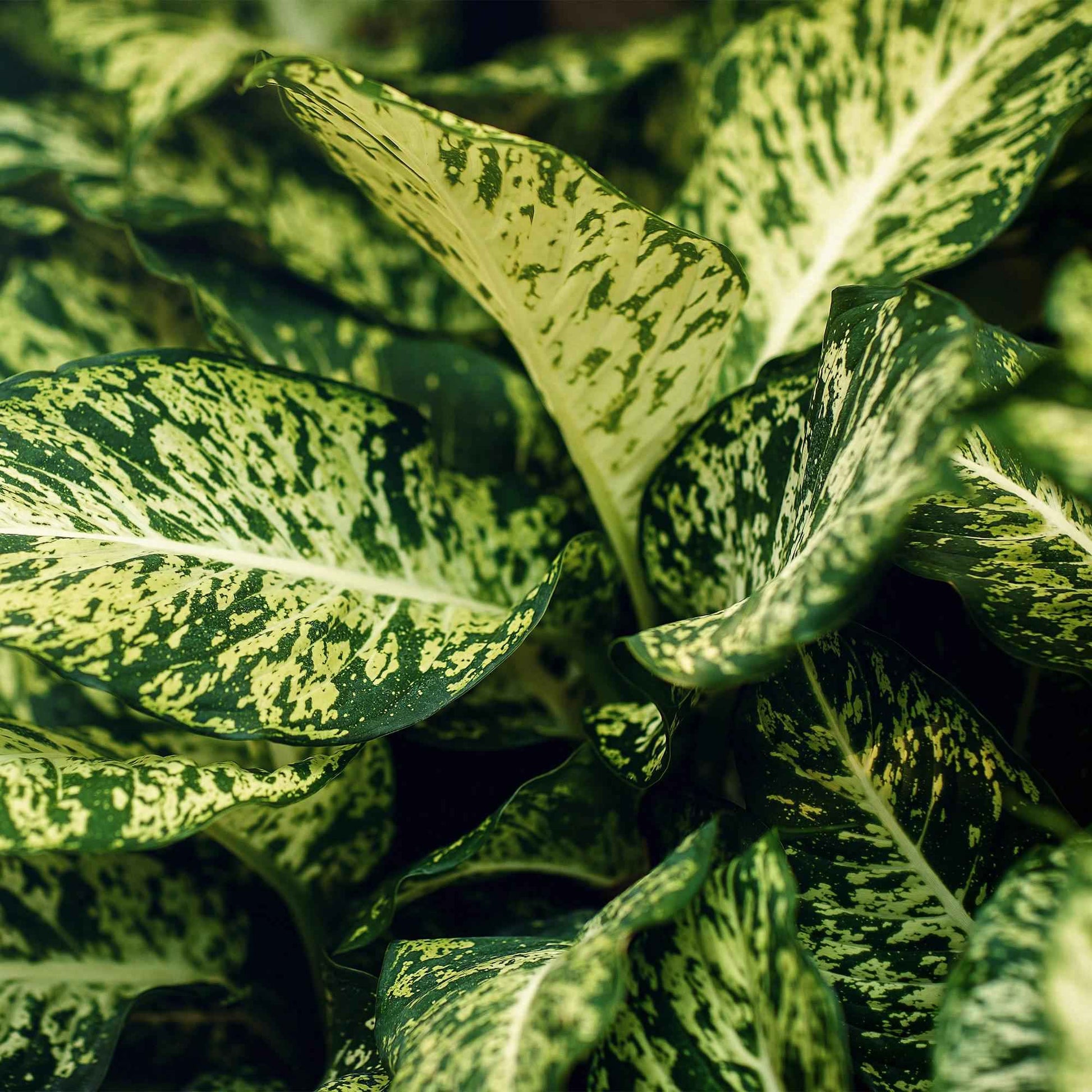 Green boutiQ - Zimmerpflanzen - Diefenbachia Compacta - Dieffenbachia - Pflegeleicht - Bunt - 2 Pflanzen - Topf 17cm - Höhe 45-50cm