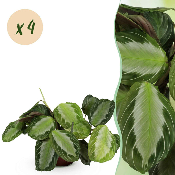 Gebetspflanze Maranta Silverband - Haustierfreundliche Zimmerpflanze - Topf 12cm