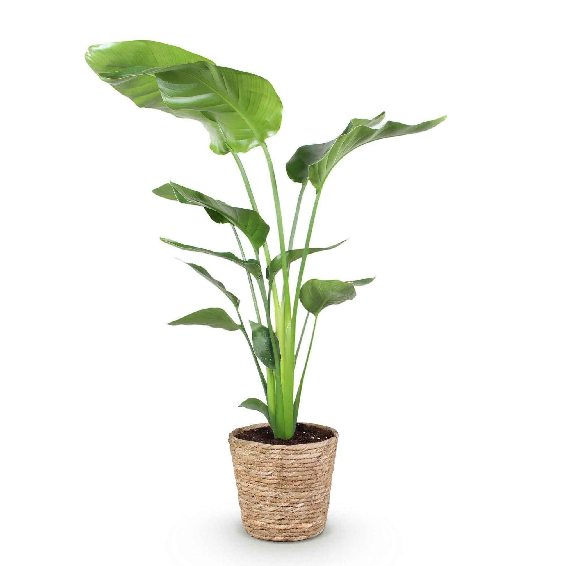 Green boutiQ - Zimmerpflanzen - Stelitzia Nicolai - Paradiesvogelblume - Geringer Pflegeaufwand - mit Korb - Grün - 1 Pflanze - Topf 21cm - Höhe 110-120cm