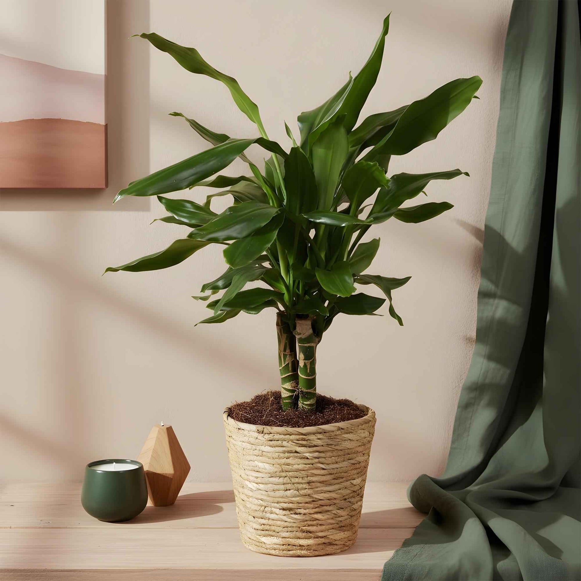 Green boutiQ - Zimmerpflanzen - Dracaena fragrans Steudneri - Drachenbaum - Pflegeleicht - Grün - 2 Pflanzen - Topf 17cm - Höhe 50-55cm