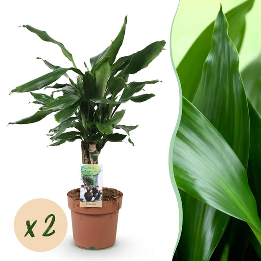 Green boutiQ - Zimmerpflanzen - Dracaena fragrans Steudneri - Drachenbaum - Pflegeleicht - Grün - 2 Pflanzen - Topf 17cm - Höhe 50-55cm