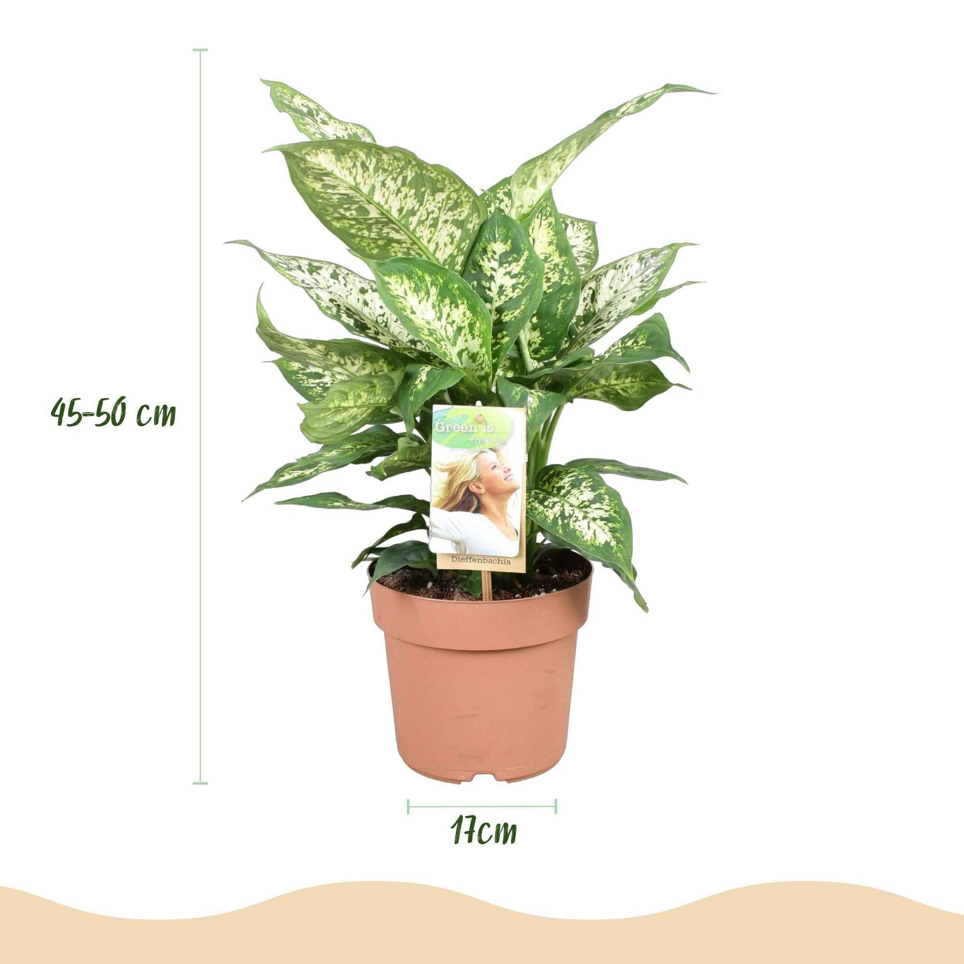 Green boutiQ - Zimmerpflanzen - Diefenbachia Compacta - Dieffenbachia - Pflegeleicht - Bunt - 2 Pflanzen - Topf 17cm - Höhe 45-50cm