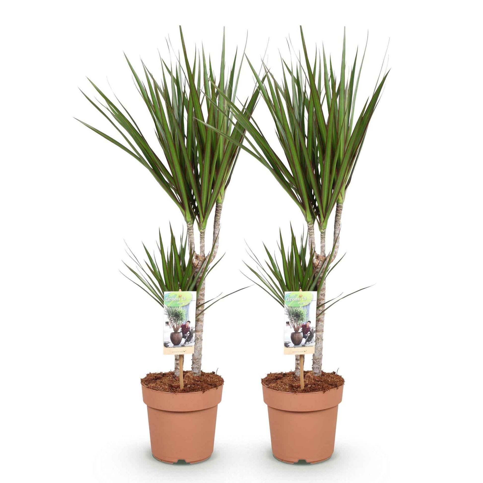 Green boutiQ - Zimmerpflanzen - Dracaena Marginata - Drachenblutbaum - Wenig Pflege - Grün - 2 Pflanzen - Topf 17cm - Höhe 70-80cm