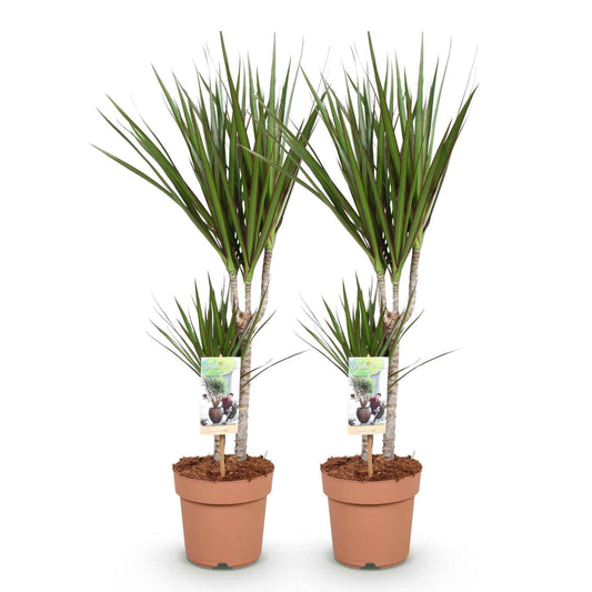Green boutiQ - Zimmerpflanzen - Dracaena Marginata - Drachenblutbaum - Wenig Pflege - Grün - 2 Pflanzen - Topf 17cm - Höhe 70-80cm