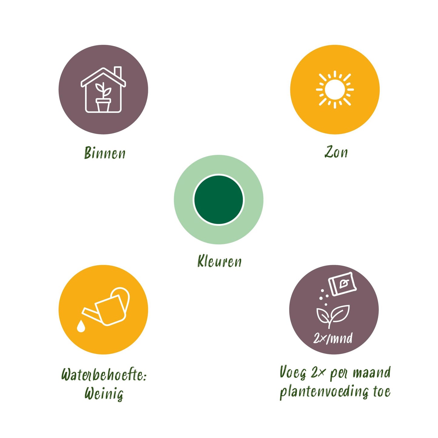 Palmfarn Cycas revoluta 45cm - Pflegeleichte Sago-Palme - Topf Ø14