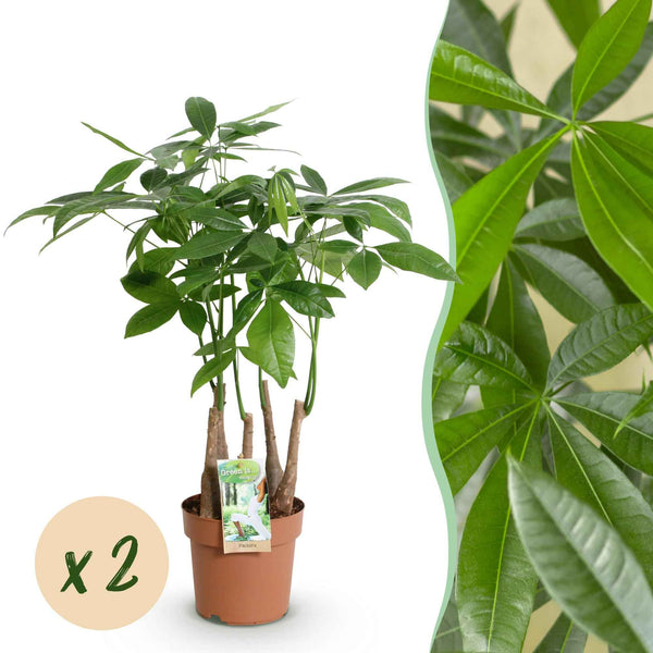 Pachira Aquatica Geldbaum - Pflegeleichte Zimmerpflanze 50-55cm - 2er Set