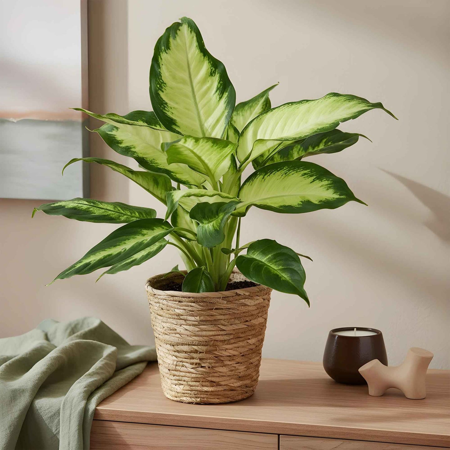 Green boutiQ - Zimmerpflanzen - Diefenbachia Camilla - Dieffenbachia - Wenig Pflege - Bunt - 2 Pflanzen - Topf 17cm - Höhe 45-50cm