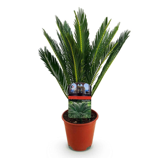 Green boutiQ - Zimmerpflanze - Cycas revoluta - Palmfarn - Wenig Pflege - Grün - 1 - Topf 14cm - Höhe 45cm