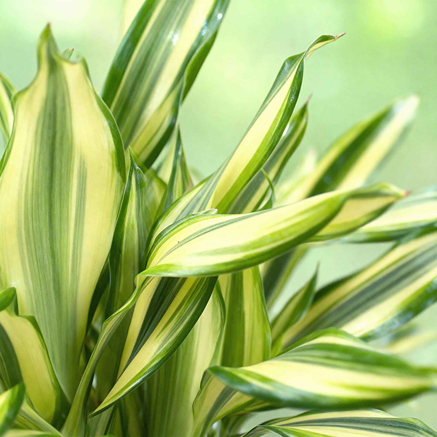 Green boutiQ - Zimmerpflanzen - Dracaena fragrans Diamond Dream - Drachenbaum - Pflegeleicht - Bunt - 2 Pflanzen - Topf 17cm - Höhe 50-55cm