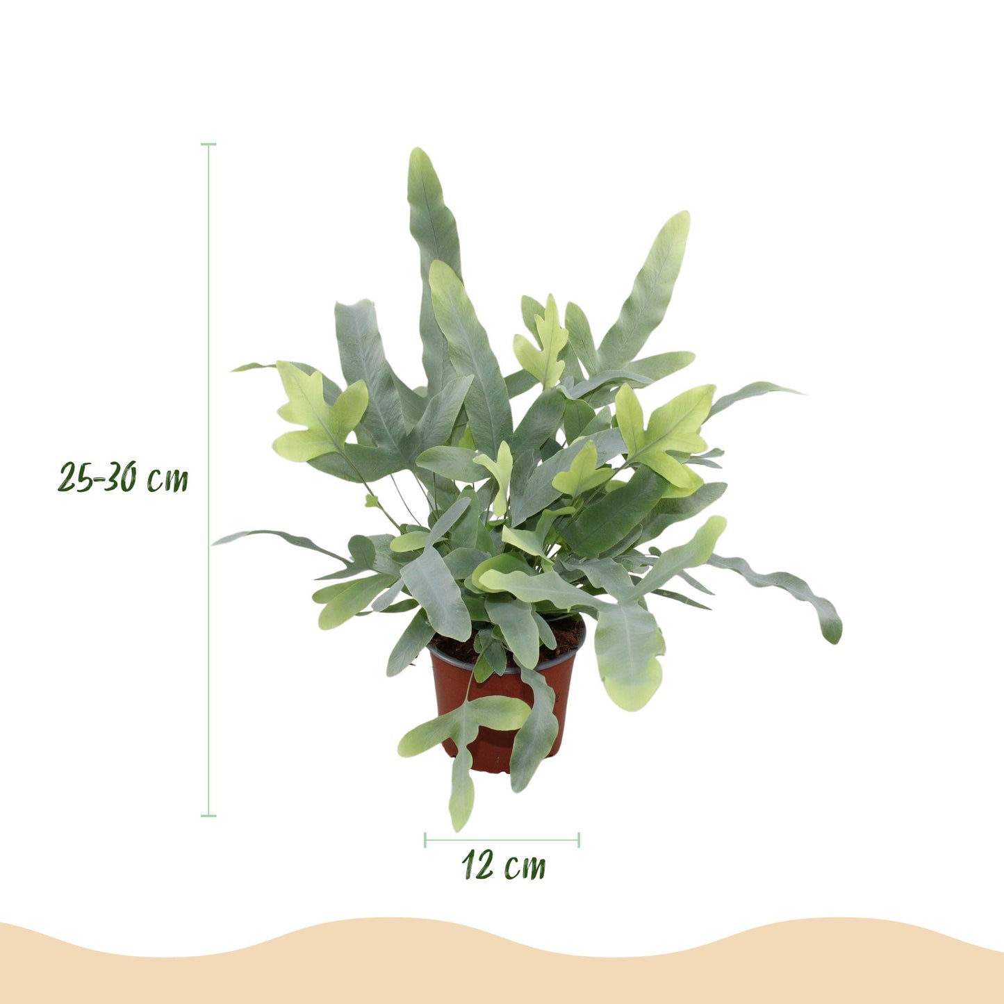 Blaufarn Blue Star - Haustierfreundliche Zimmerpflanze - Phlebodium aureum - Topf 12cm