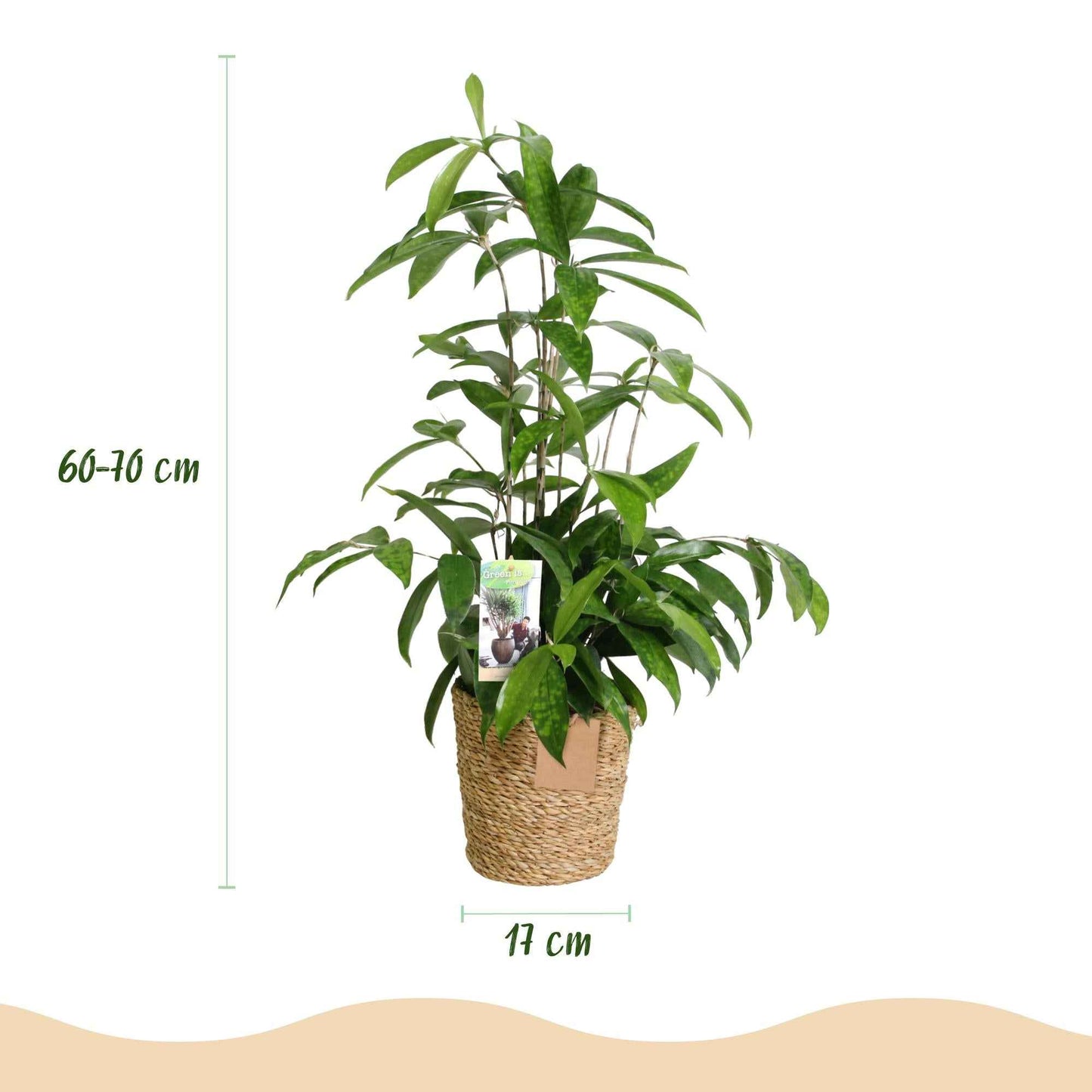 Green boutiQ - Zimmerpflanzen - Dracaena surculosa - Drachenblutbaum - Wenig Pflege - mit Korb - Grün - 2 Pflanzen - Topf 17cm - Höhe 60-70cm