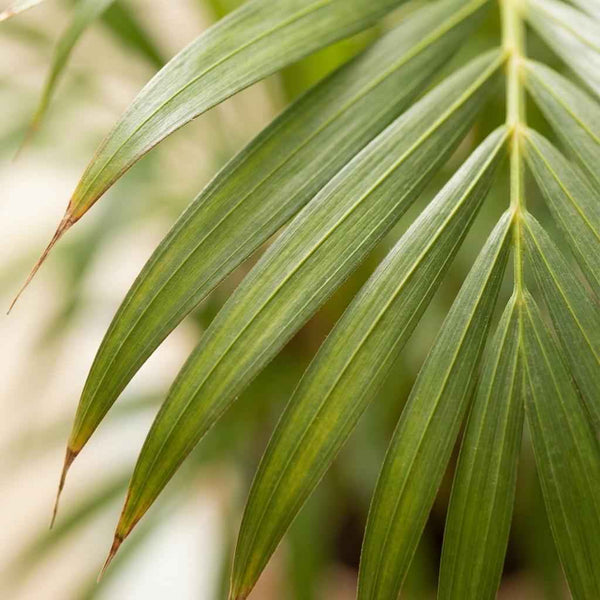 Areca-Palme (Dypsis) mit weißem Übertopf - 100cm Zimmerpflanze - Ø21