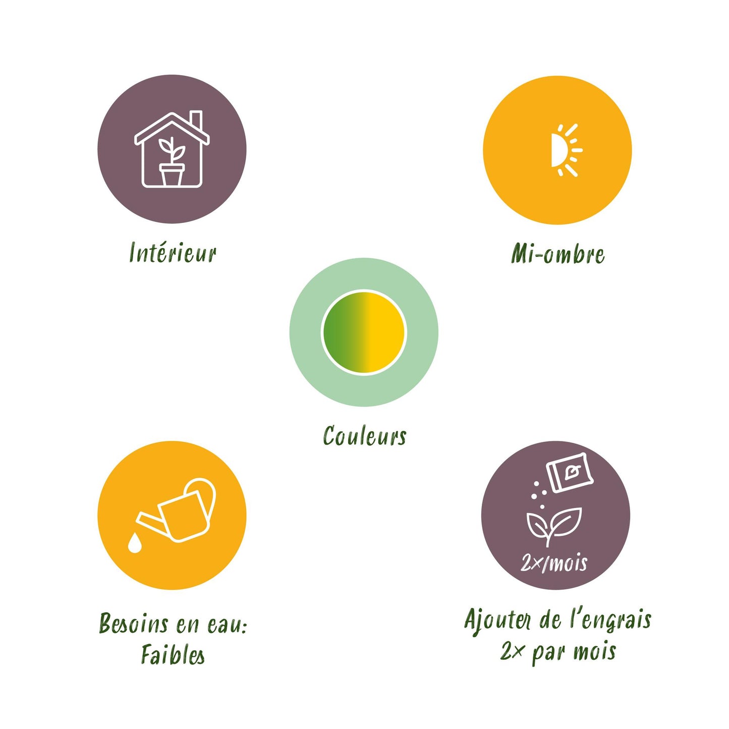 Dracaena Sunray - Gelb-grüner Drachenbaum 70-75cm | 2 Pflanzen