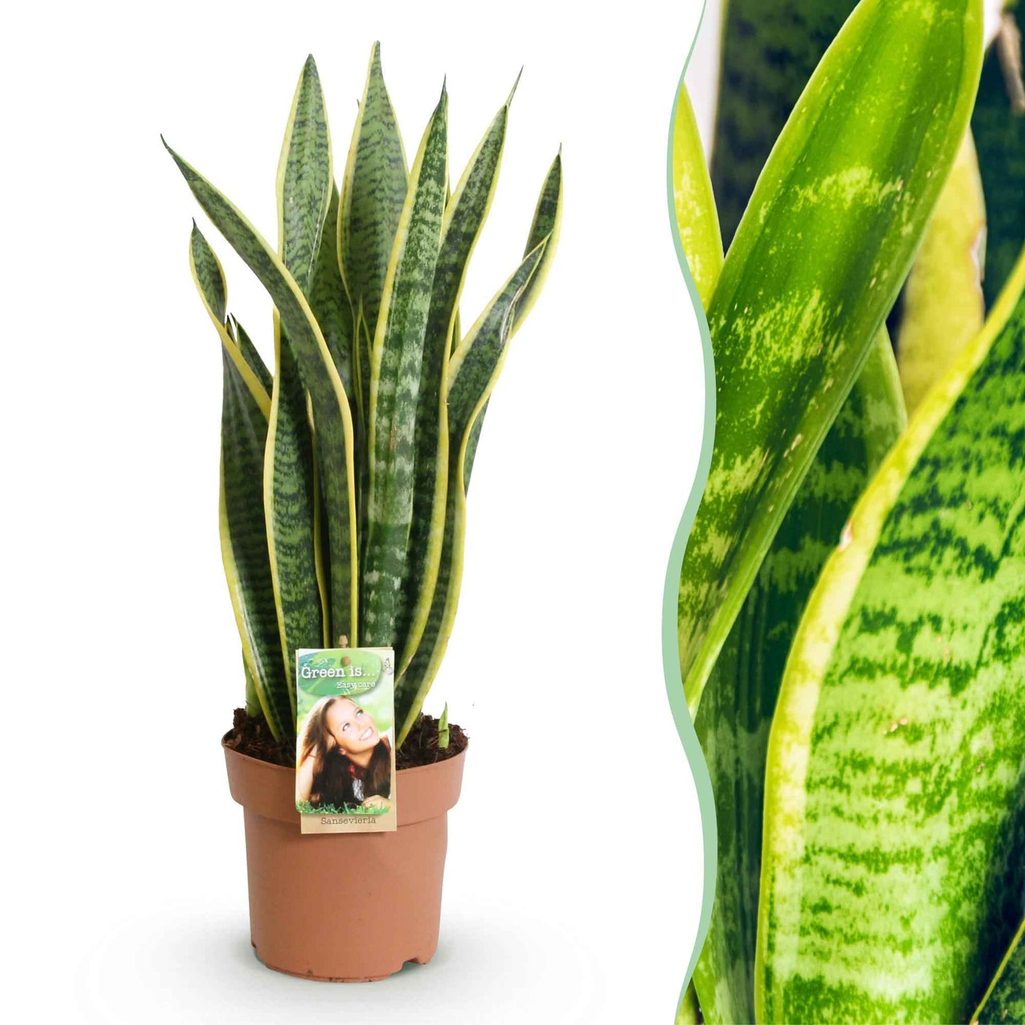 Green boutiQ - Zimmerpflanzen - Sansevieria Laurentii - Schwiegermutterzunge - Wenig Pflege - Grün - Gelb - 1 Pflanze - Topf 17cm - Höhe 60-70cm