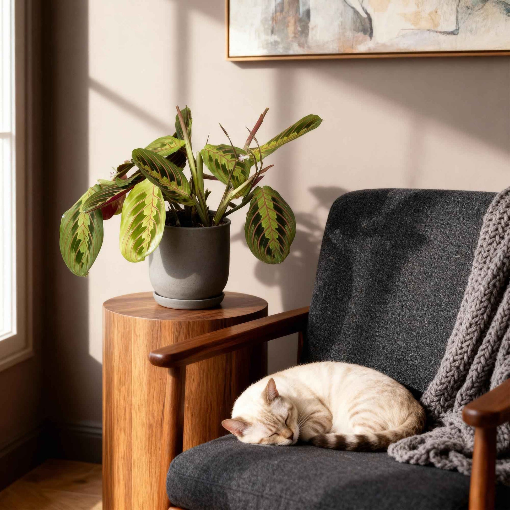 Green boutiQ - Zimmerpflanze - Maranta Fascinator Tricolour - Gebets Pflanze - Haustierfreundlich - Grün - 4 Pflanzen - Topf 12cm - Höhe 30-35cm