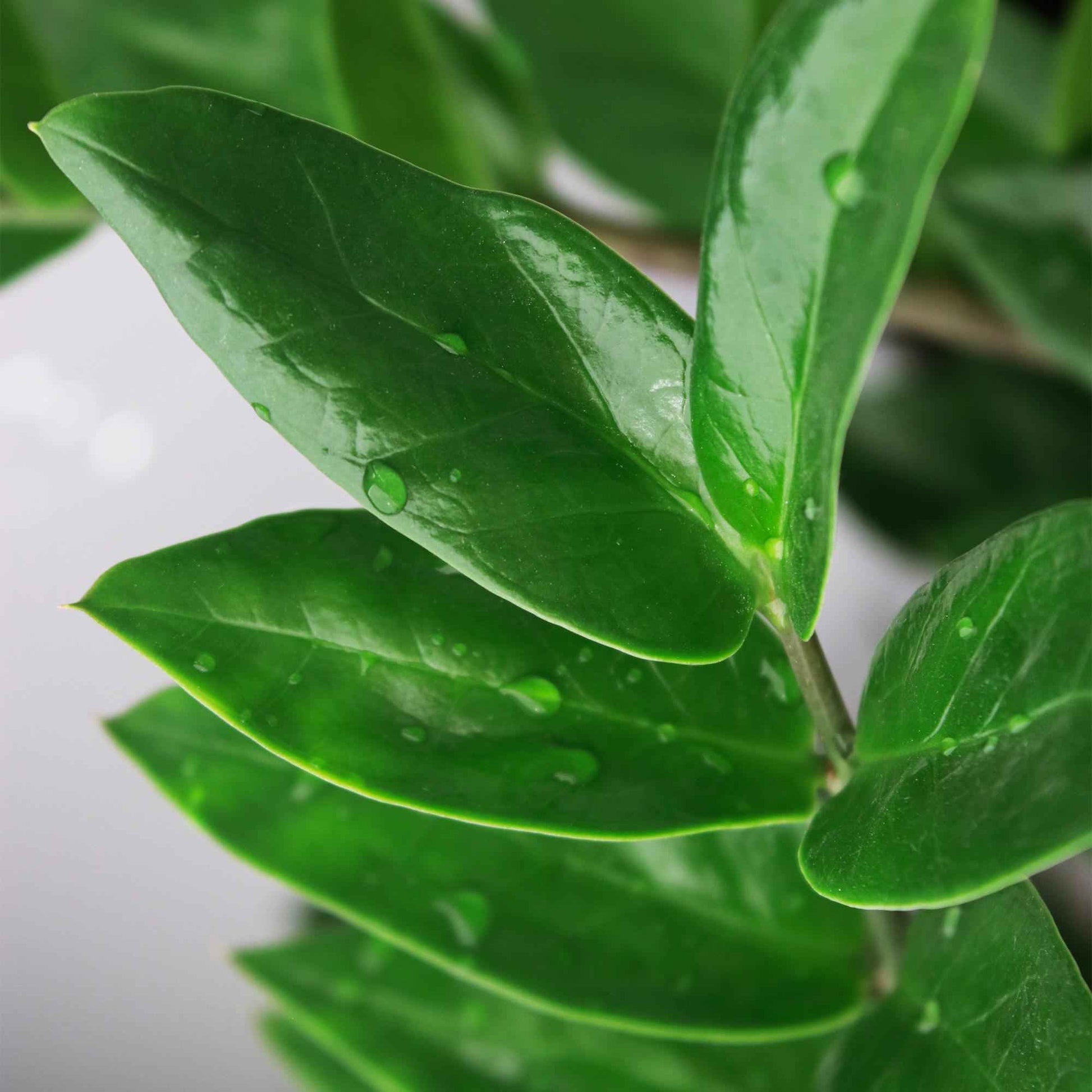 Green boutiQ - Zimmerpflanzen - Zamioculcas - ZZ-Pflanze - Wenig Pflege - Grün - 2 Pflanzen - Topf 17cm - Höhe 65-75cm