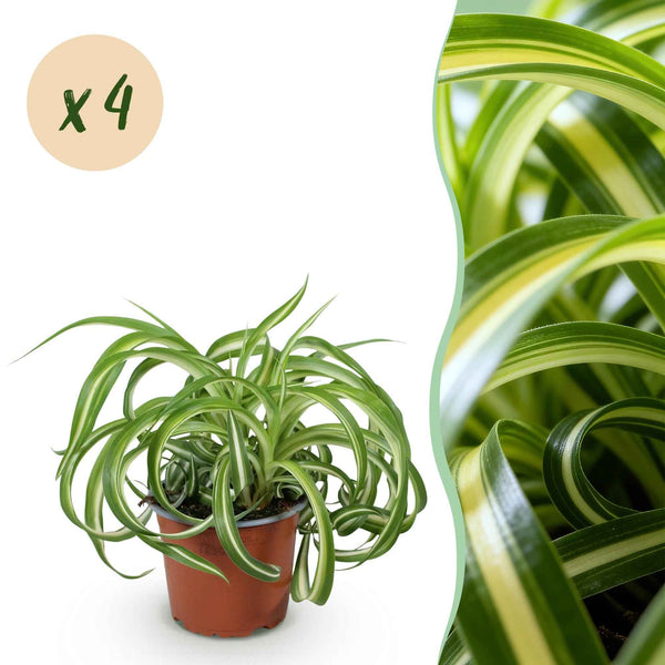 Chlorophytum Comosum Bonnie Graslilie - Haustierfreundlich - 4 Zimmerpflanzen 20-25cm
