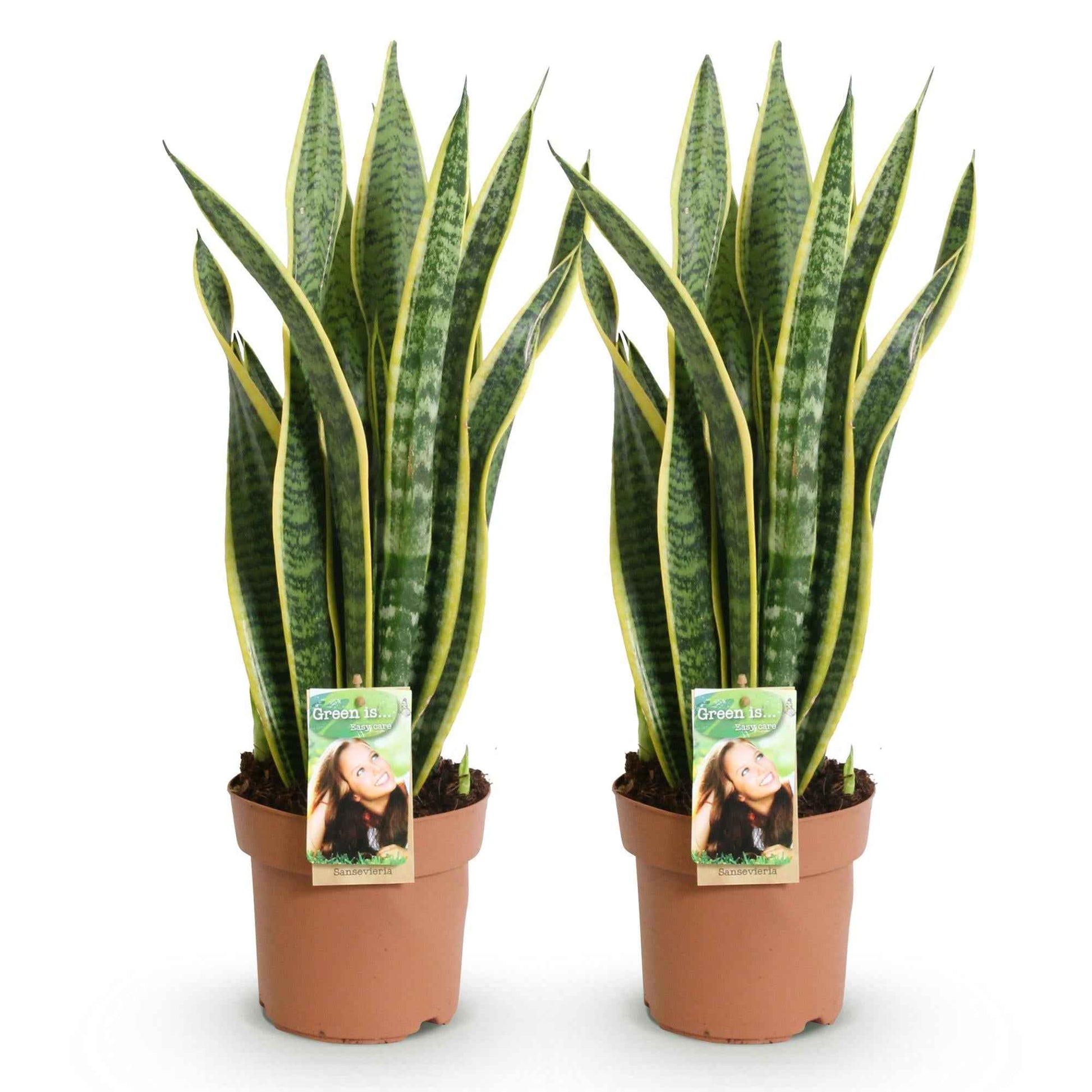 Green boutiQ - Zimmerpflanzen - Sanseveria Laurentii - Schwiegermutterzunge - Wenig Pflege - Grün - Gelb - 2 Pflanzen - Topf 17cm - Höhe 60-70cm
