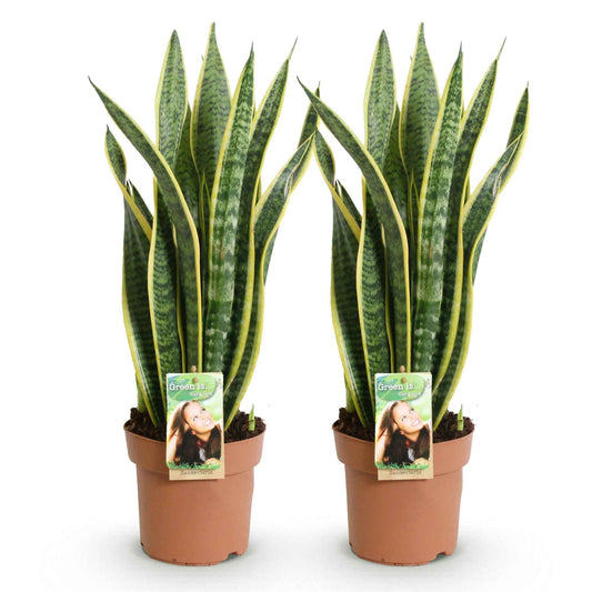 Green boutiQ - Zimmerpflanzen - Sanseveria Laurentii - Schwiegermutterzunge - Wenig Pflege - Grün - Gelb - 2 Pflanzen - Topf 17cm - Höhe 60-70cm