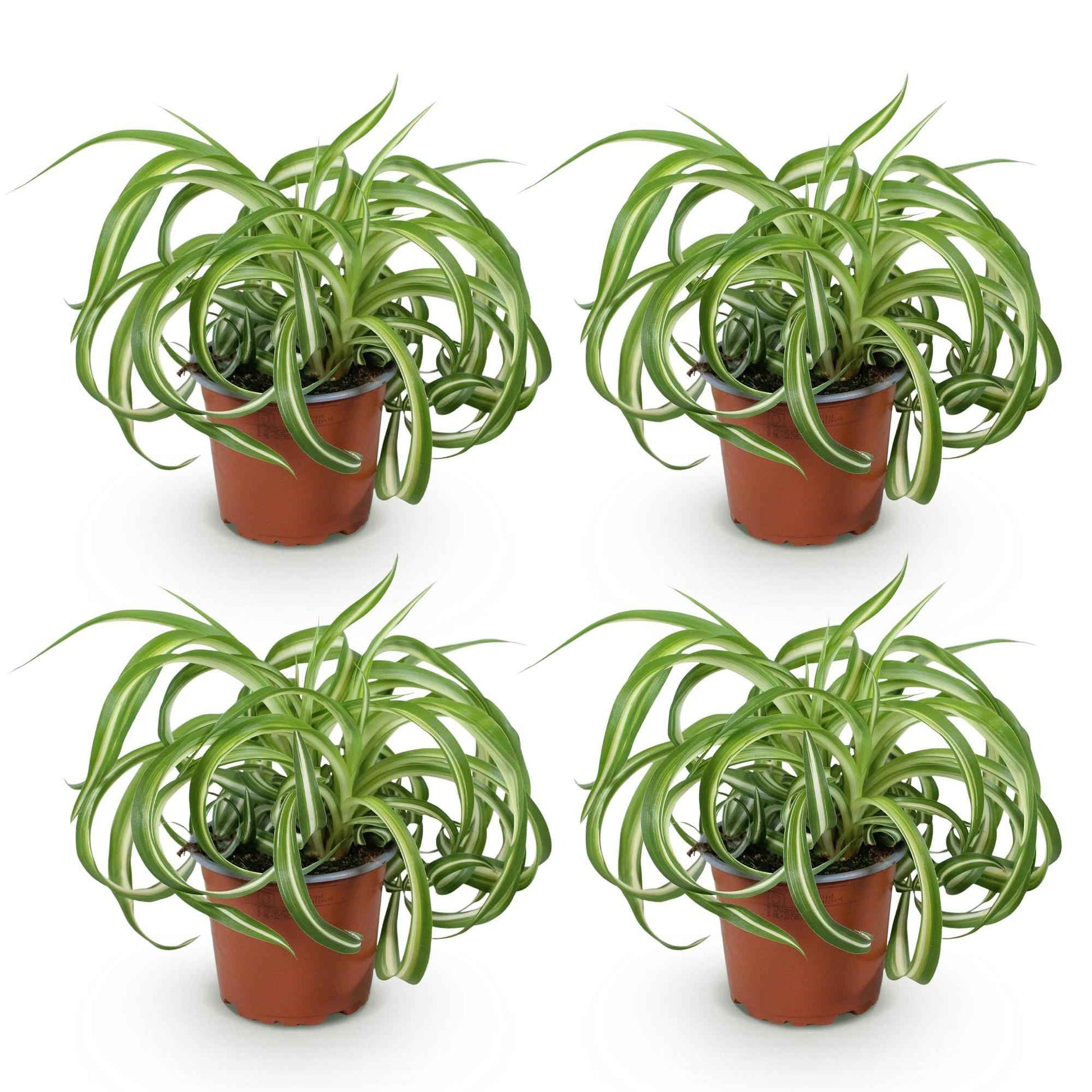 Green boutiQ - Zimmerpflanze - Chlorophytum comosum Bonnie - Krause Graslilie - Haustierfreundlich - Bunt - 4 Pflanzen - Topf 12cm - Höhe 20-25cm