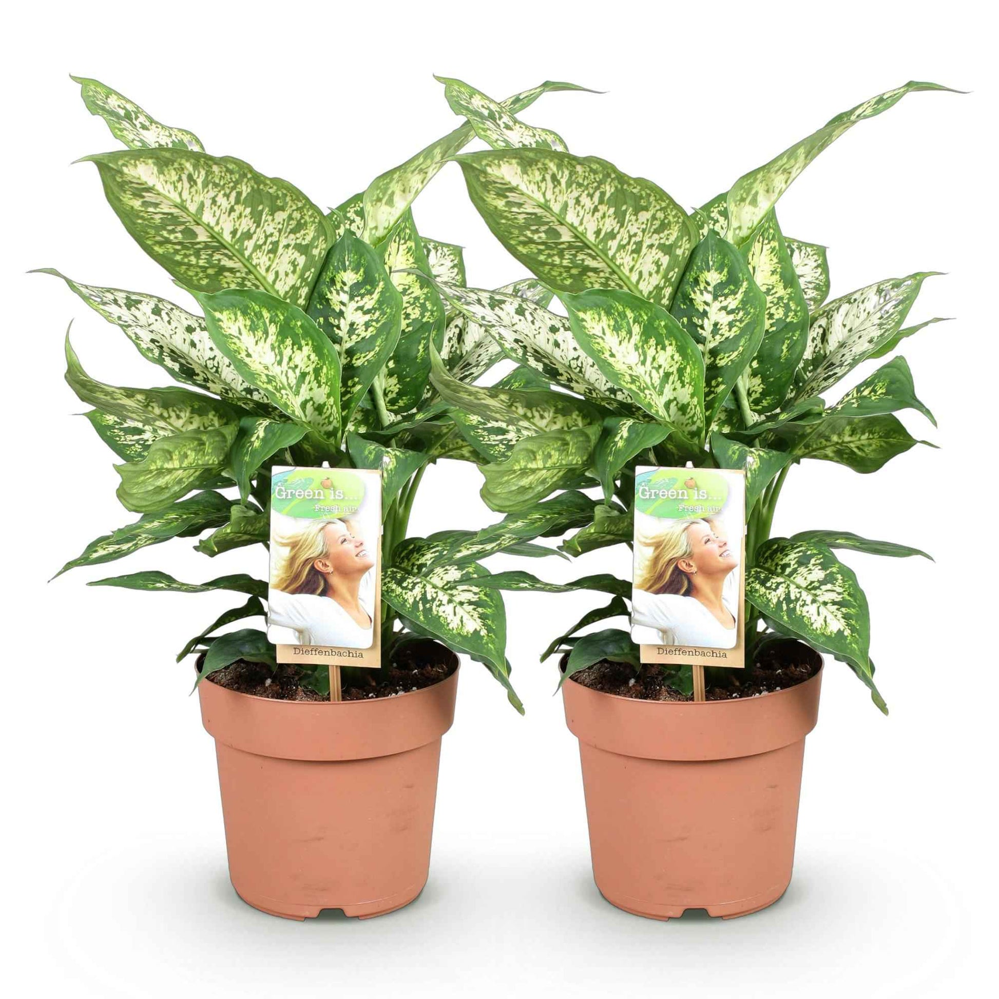 Green boutiQ - Zimmerpflanzen - Diefenbachia Compacta - Dieffenbachia - Pflegeleicht - Bunt - 2 Pflanzen - Topf 17cm - Höhe 45-50cm