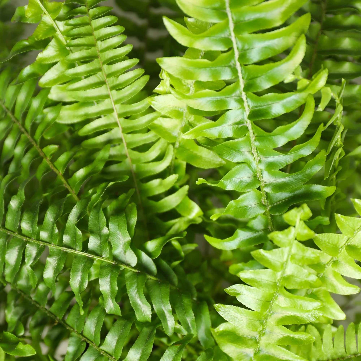 Green boutiQ - Zimmerpflanze - Nephrolepsis exaltata Green Lady - Farn - Haustierfreundlich - Grün - 4 Pflanzen - Topf 12cm - Höhe 28-30cm