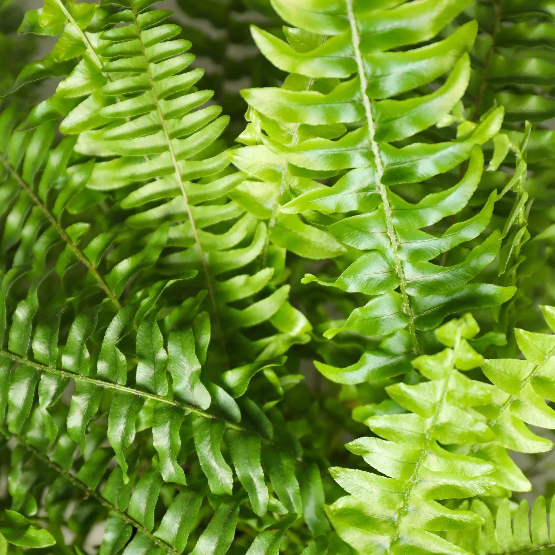 Green boutiQ - Zimmerpflanze - Nephrolepsis exaltata Green Lady - Farn - Haustierfreundlich - Grün - 4 Pflanzen - Topf 12cm - Höhe 28-30cm