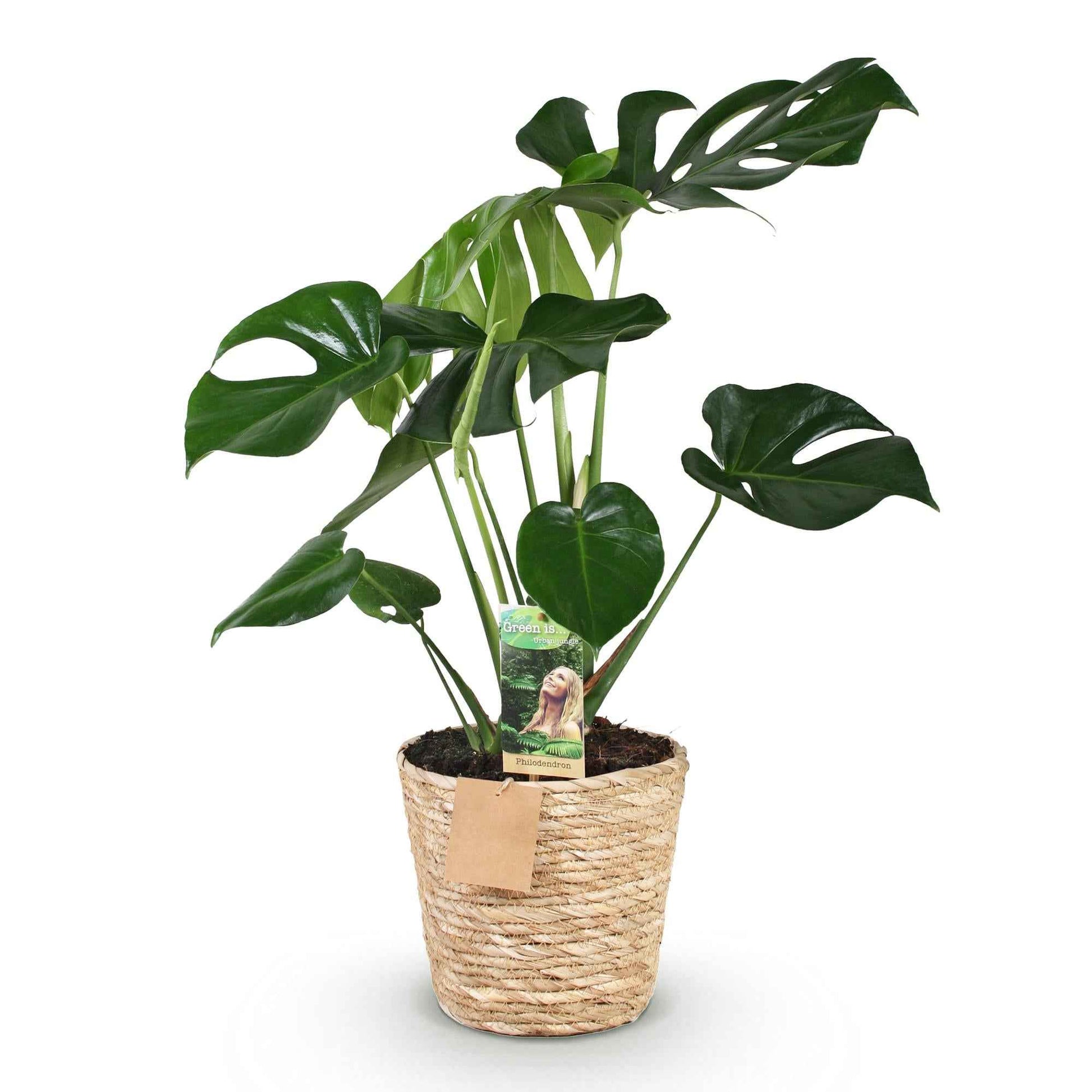 Green boutiQ - Zimmerpflanzen - Monstera Deliciosa - Fensterblatt - Pflegeleicht - mit Korb - Grün - 1 Pflanze - Topf 21cm - Höhe 70-80cm