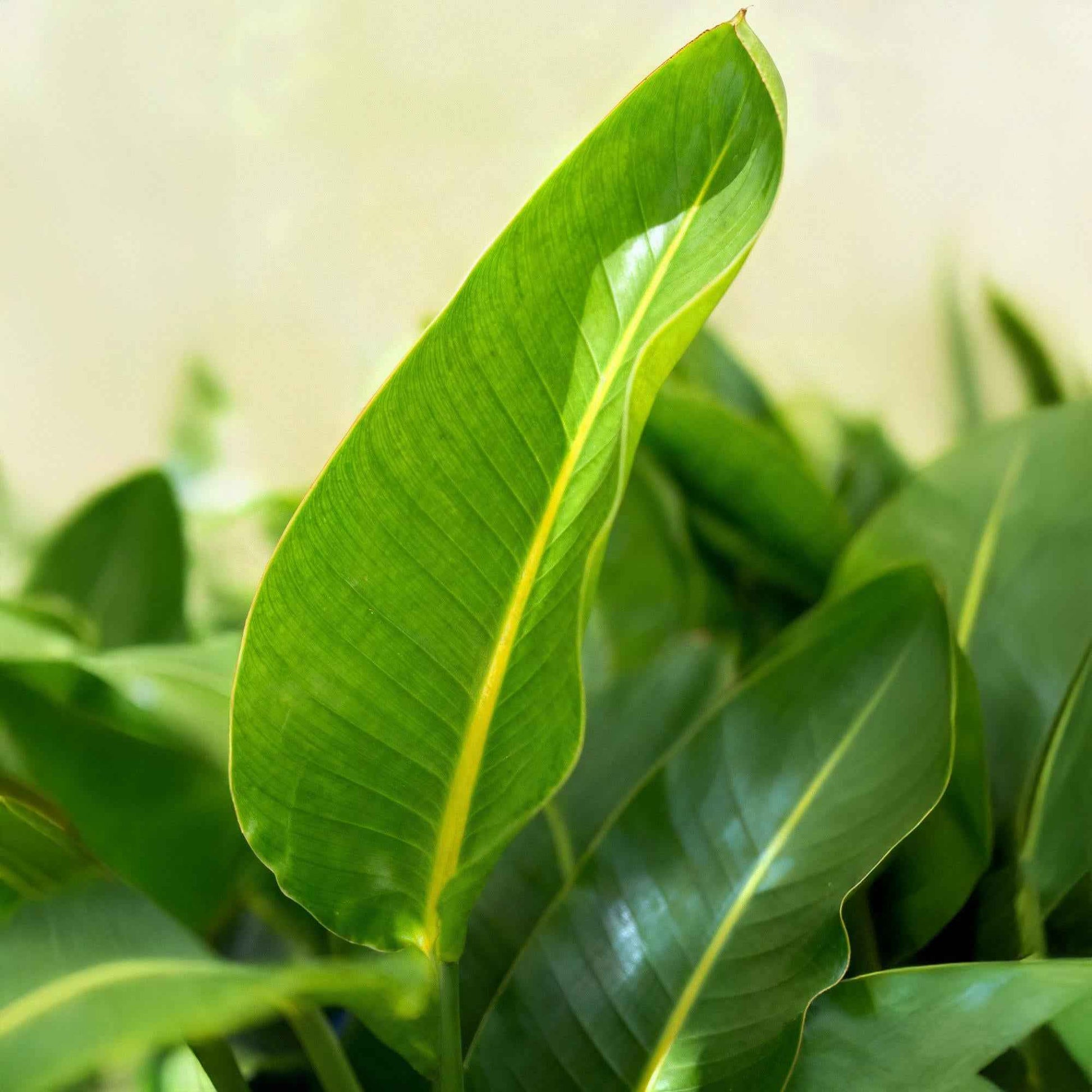 Green boutiQ - Zimmerpflanzen - Stelitzia Nicolai - Paradiesvogelblume - Geringer Pflegeaufwand - mit Korb - Grün - 1 Pflanze - Topf 21cm - Höhe 110-120cm