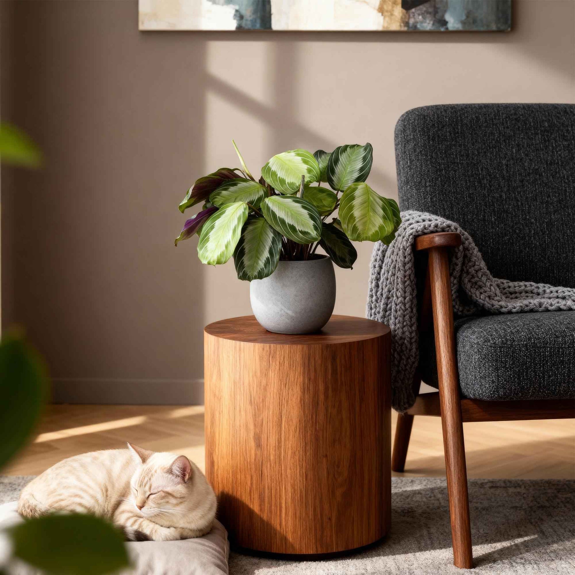 Green boutiQ - Zimmerpflanze - Maranta Fascinator Silverband - Gebetspflanze - Haustierfreundlich - Grün - 4 Pflanzen - Topf 12cm - Höhe 30-35cm