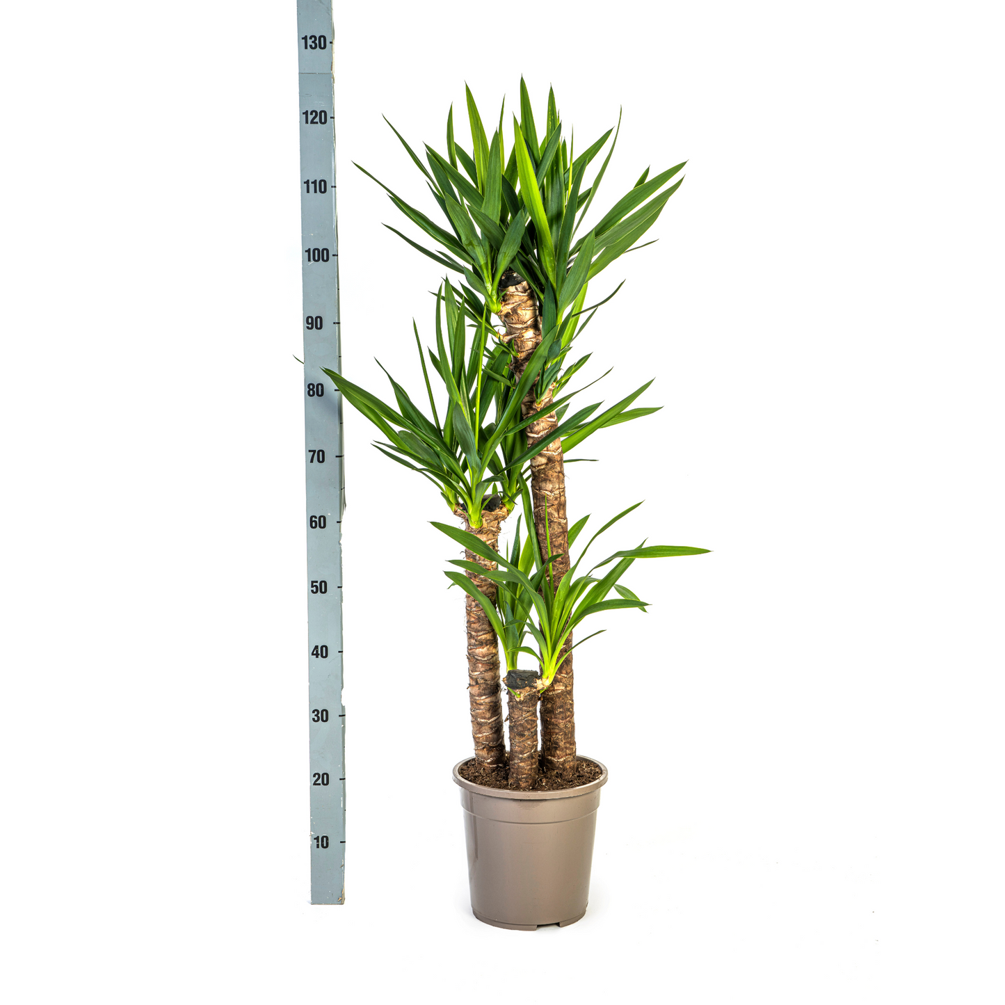Yucca Elephantipes mit Korb - 120-140cm Zimmerpflanze - Ø24