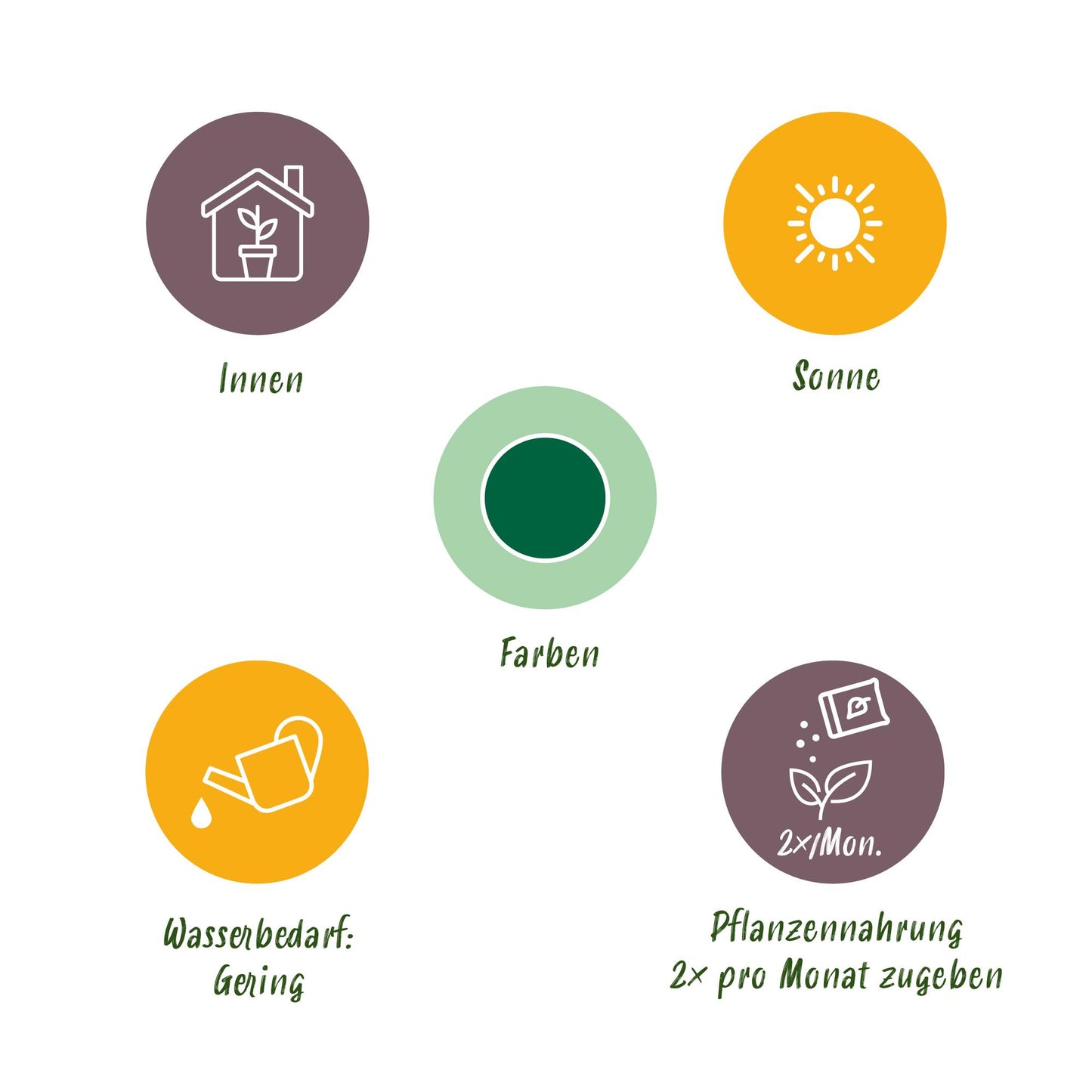 Palmfarn Cycas revoluta 70cm - Pflegeleichte Sago-Palme - Topf Ø17