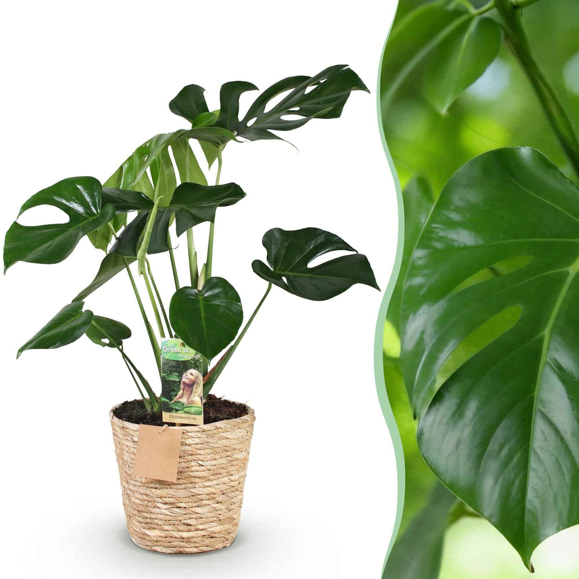 Green boutiQ - Zimmerpflanzen - Monstera Deliciosa - Fensterblatt - Pflegeleicht - mit Korb - Grün - 1 Pflanze - Topf 21cm - Höhe 70-80cm