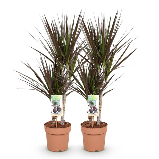 Green boutiQ - Zimmerpflanzen - Dracaena Magenta - Drachenblutbaum - wenig Pflege - Rot - 2 Pflanzen - Topf 17cm - Höhe 70-80cm