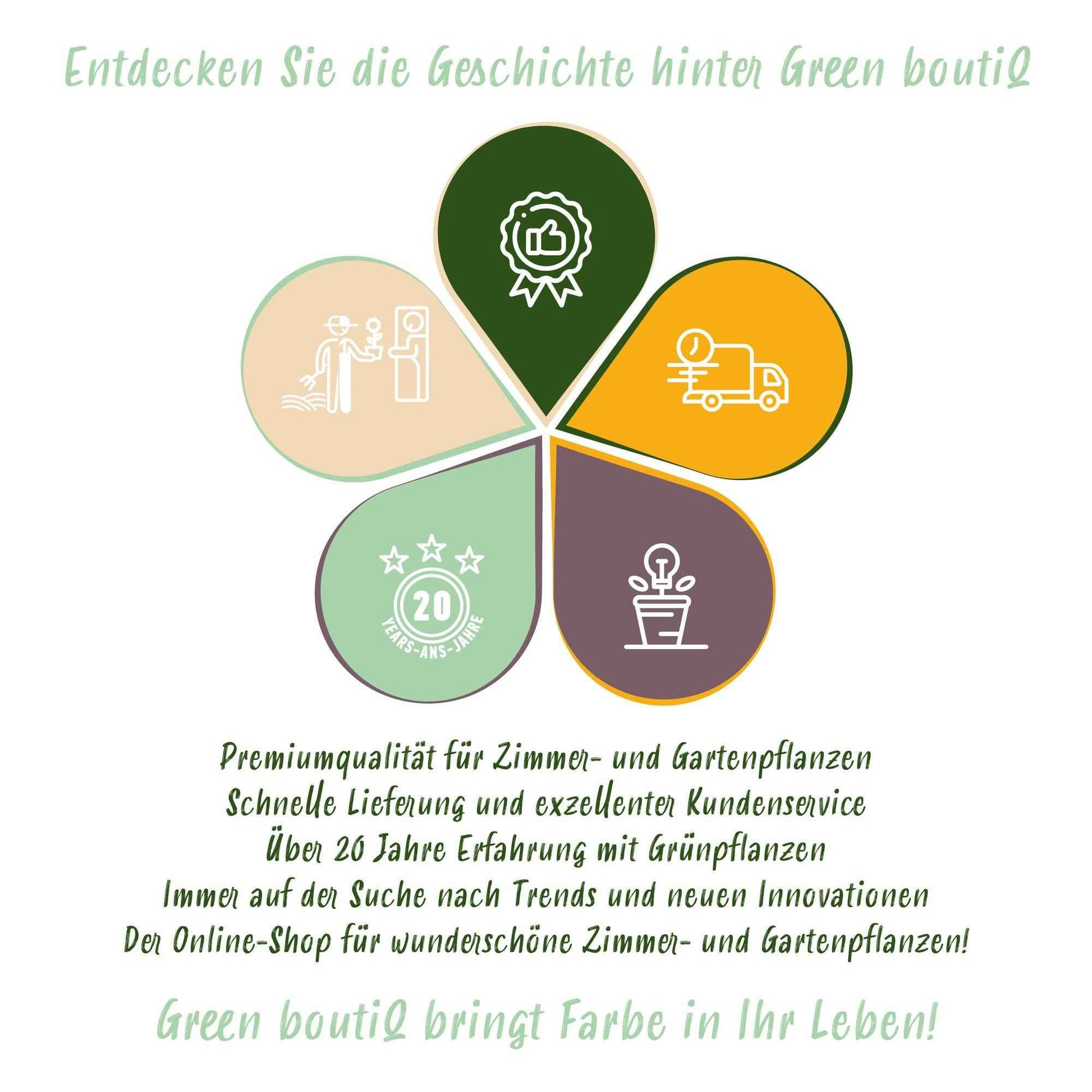 Green boutiQ - Zimmerpflanzen - Geflochtener Stamm Pachira Aquatica - Geldbaum - Wenig Pflege - Grün - 2 Pflanzen - Topf 17cm - Höhe 60-70cm